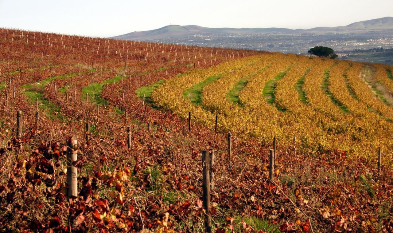 דירות סטלנבוש Mooiplaas Wine Estate מראה חיצוני תמונה