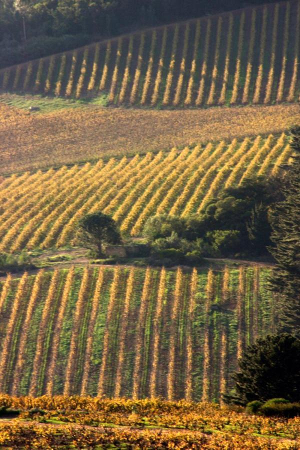 דירות סטלנבוש Mooiplaas Wine Estate מראה חיצוני תמונה